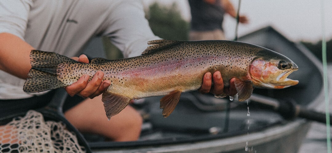 Field & Stream names Redding, CA a top 10 Trout Fishing town